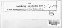 Leptothyrium macrothecium image